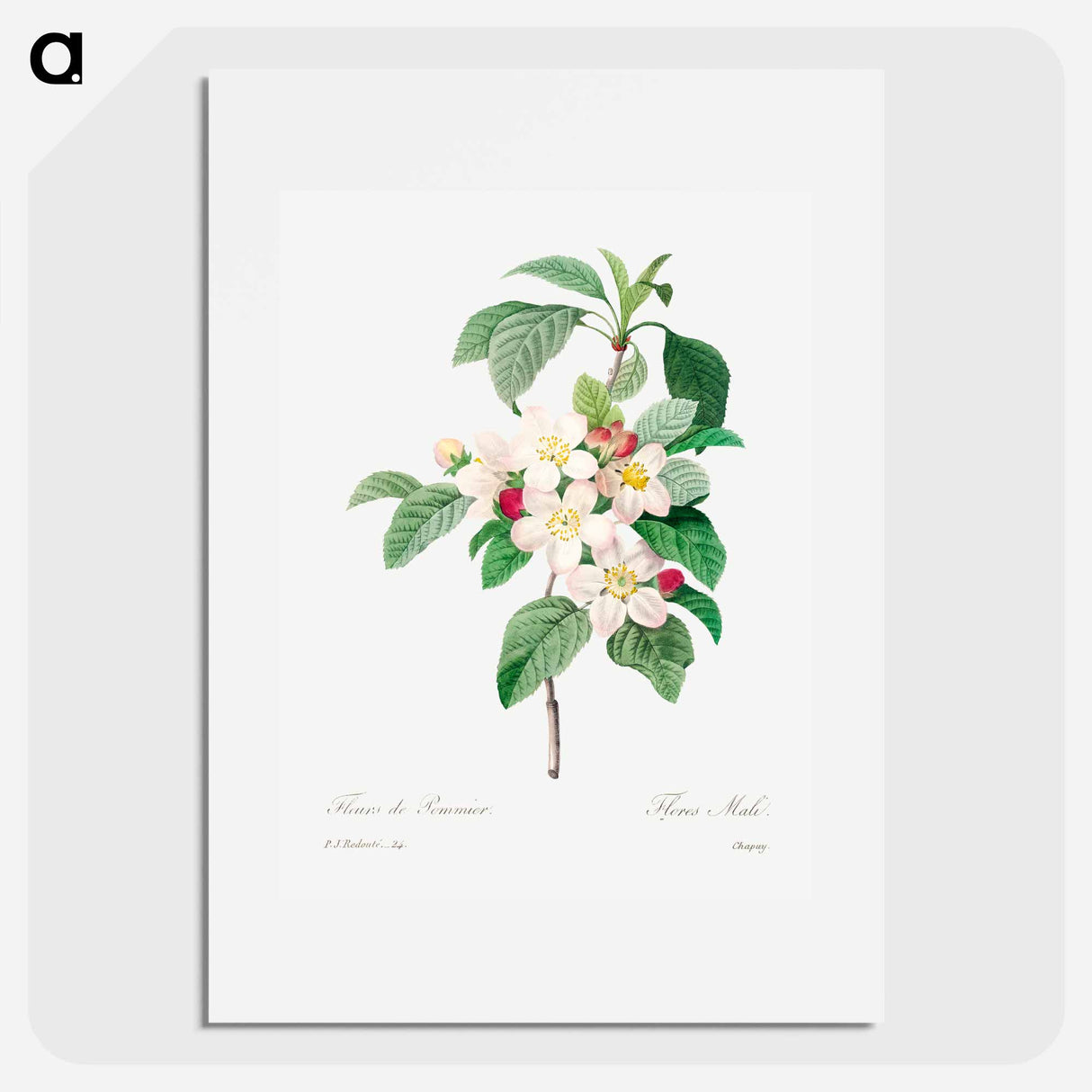 アートポスター-Antique plant - ピエール ジョゼフ ルドゥーテ Poster.