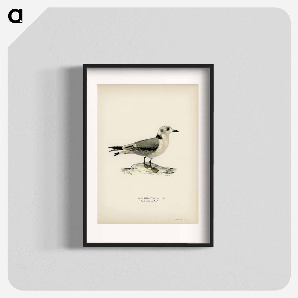 アートポスター-Black-Legged Kittiwake
- スヴェンスカ フォグラル Poster.