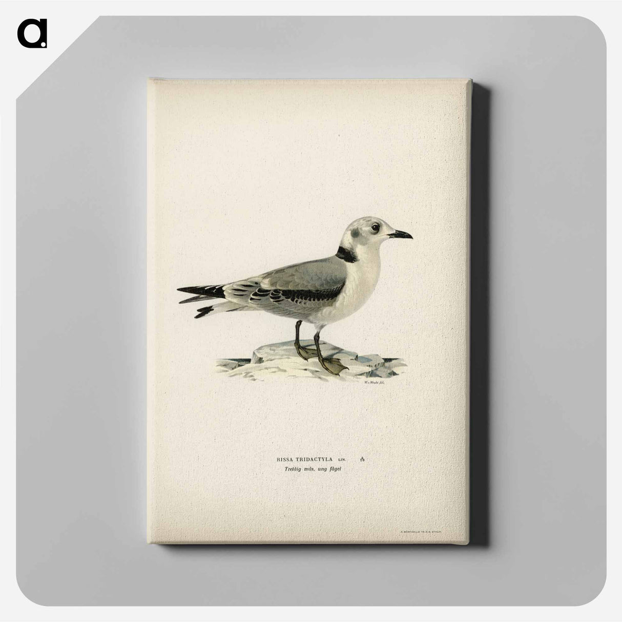 アートパネル-Black-Legged Kittiwake
- スヴェンスカ フォグラル Canvas.