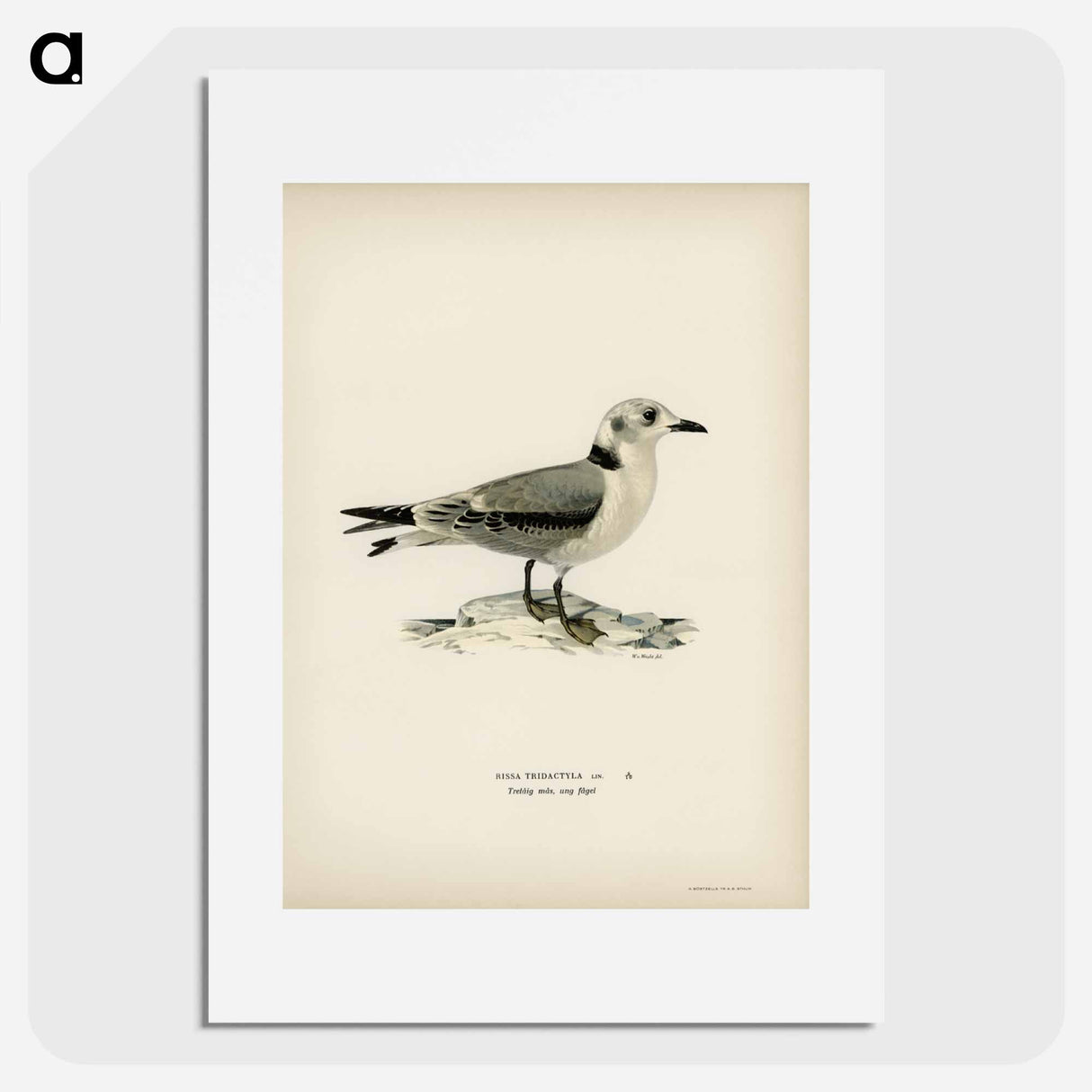 アートポスター-Black-Legged Kittiwake
- スヴェンスカ フォグラル Poster.