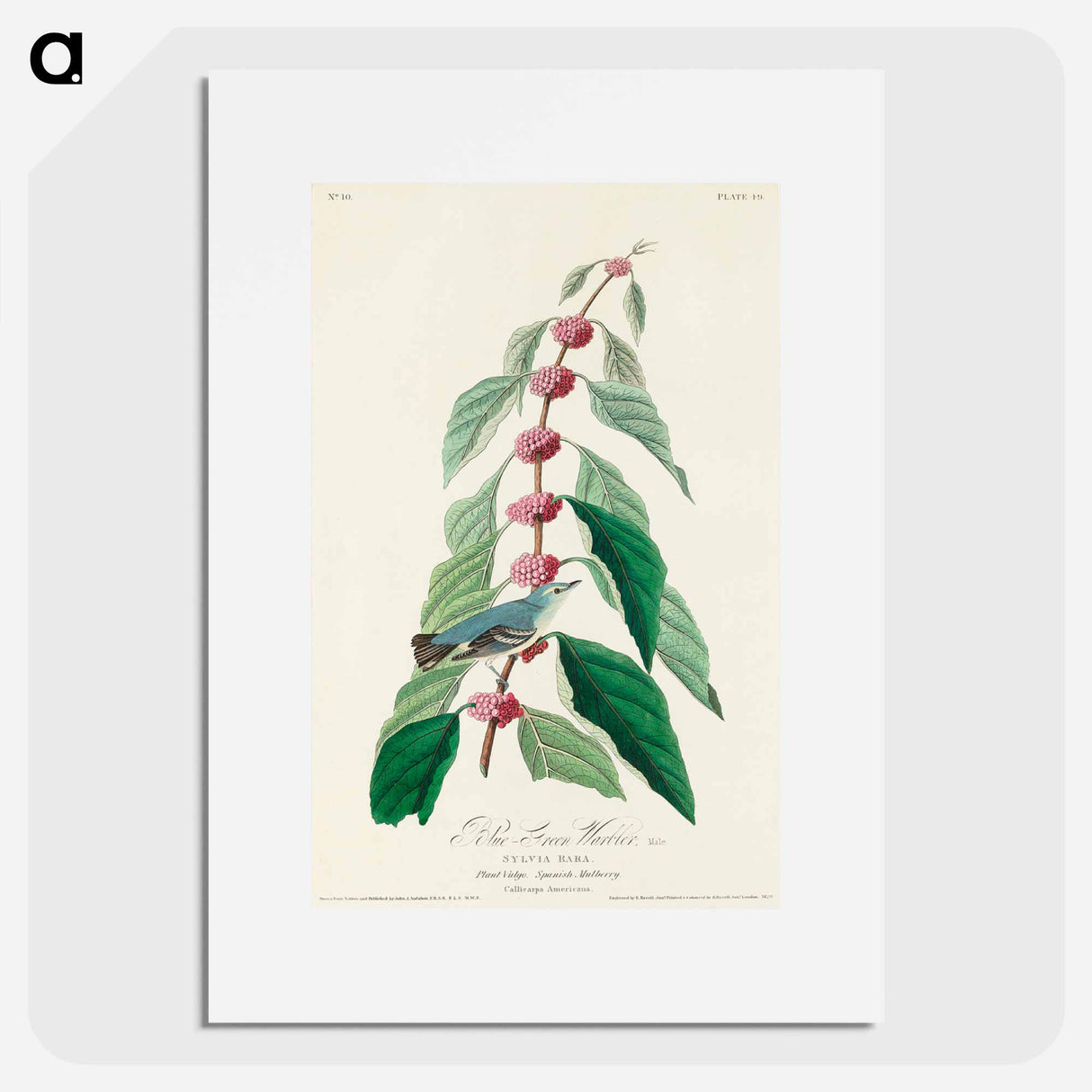 アートポスター-Blue-green Warbler from Birds of America
- アメリカの鳥たち Poster.