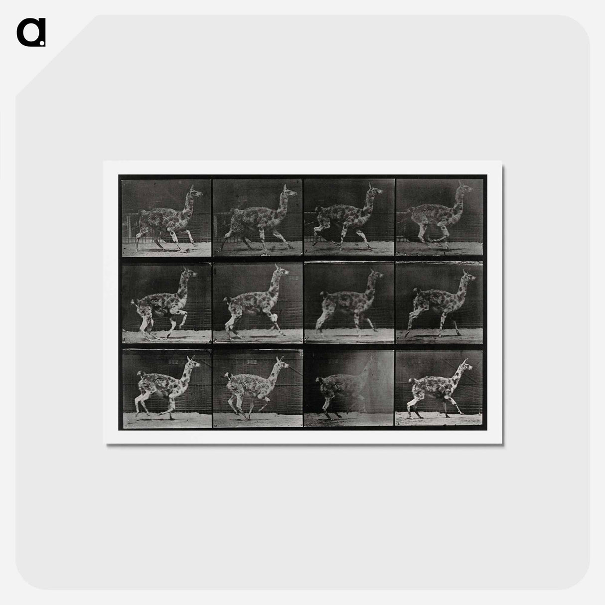 アートポストカード-Walking Llama
- エドワード マイブリッジ Postcard.