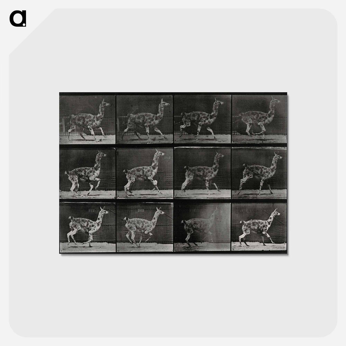 アートポストカード-Walking Llama
- エドワード マイブリッジ Postcard.