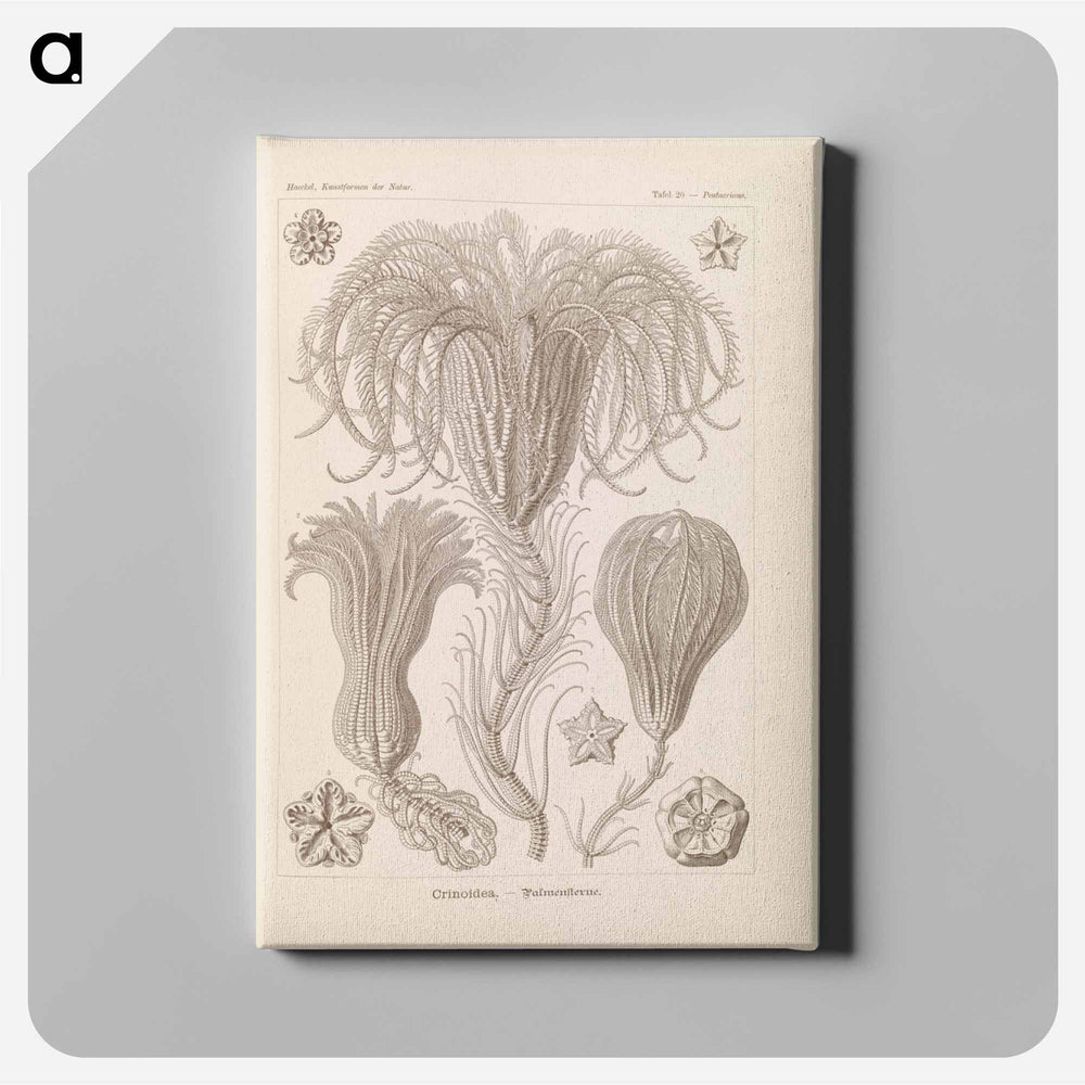 Marine life illustration - エルンスト ヘッケル Canvas.