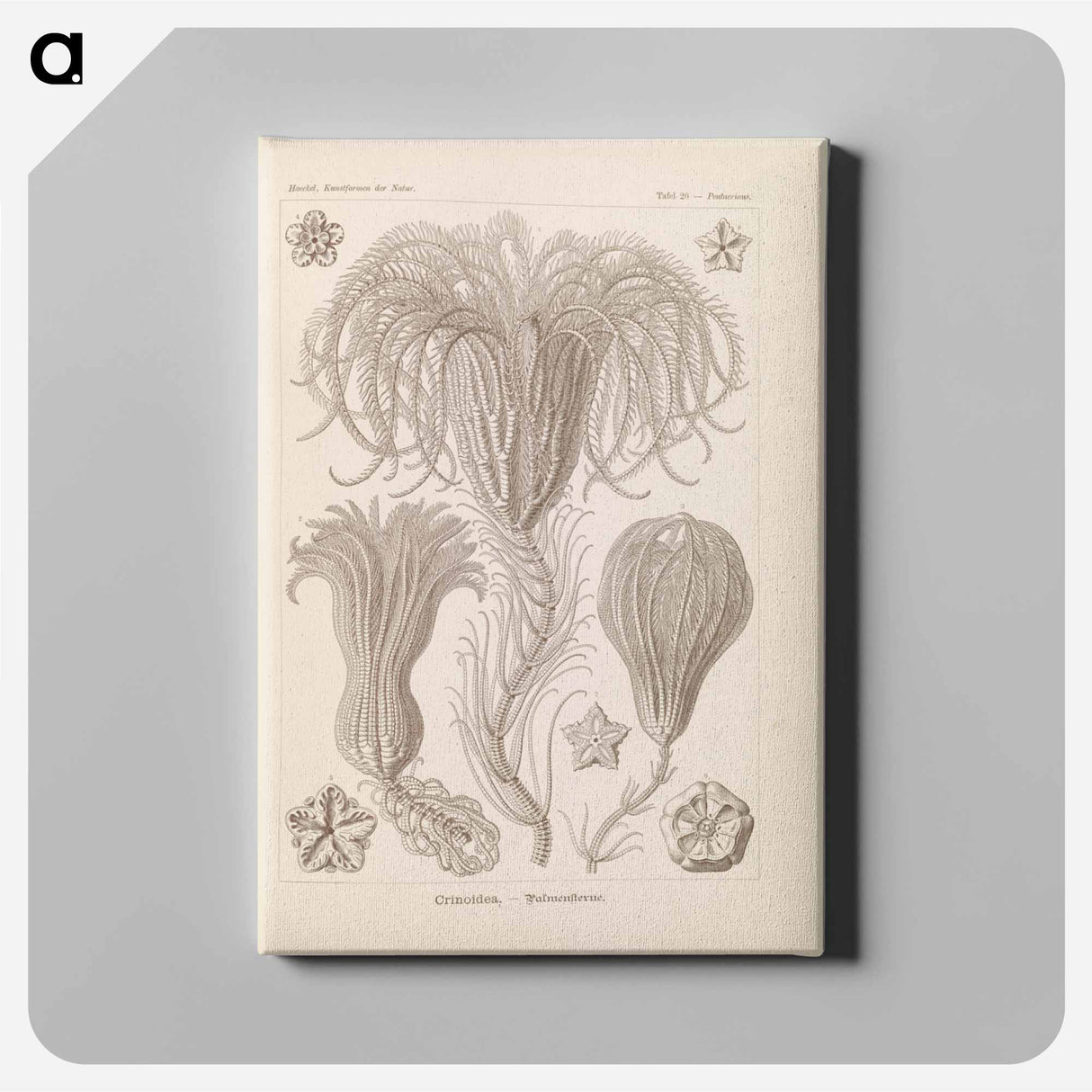 Marine life illustration - エルンスト ヘッケル Canvas.