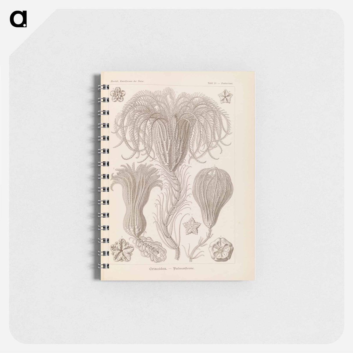 アートメモ帳-Marine life illustration - エルンスト ヘッケル Memo.