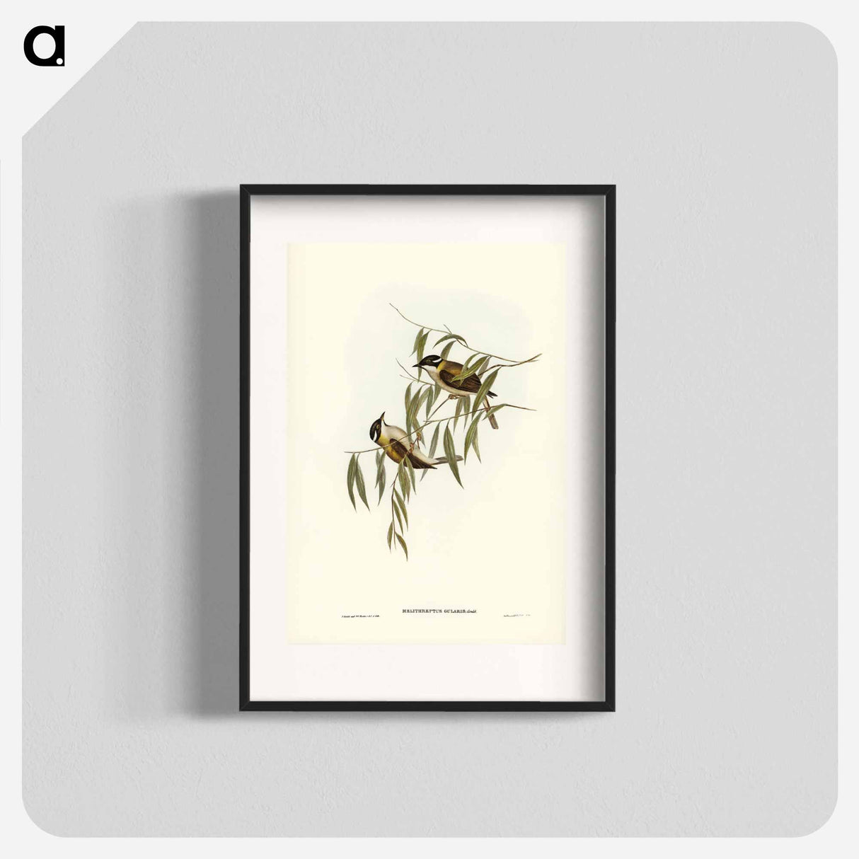 アートポスター-Black-throated Honey-eater
- ジョン グールド Poster.