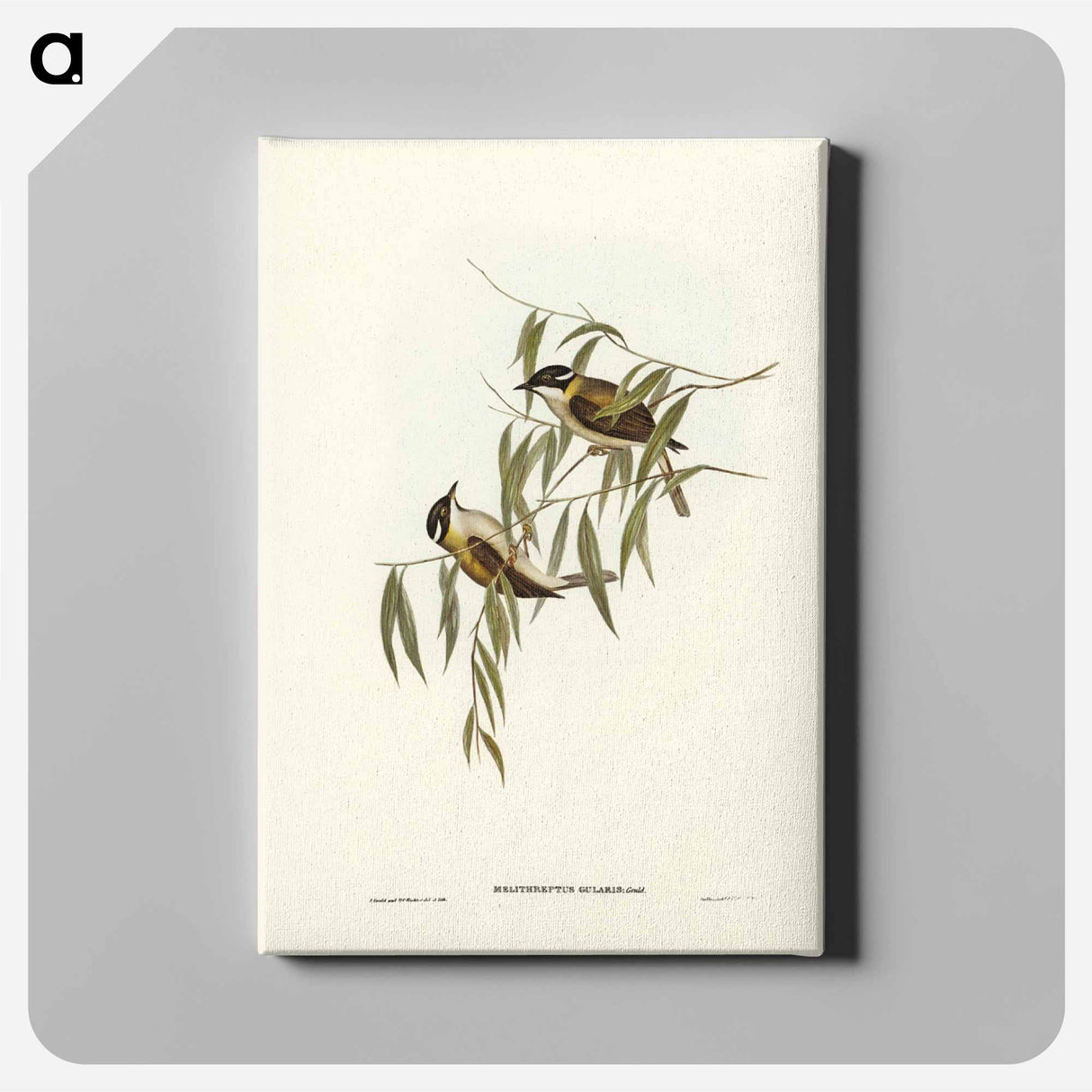アートパネル-Black-throated Honey-eater
- ジョン グールド Canvas.