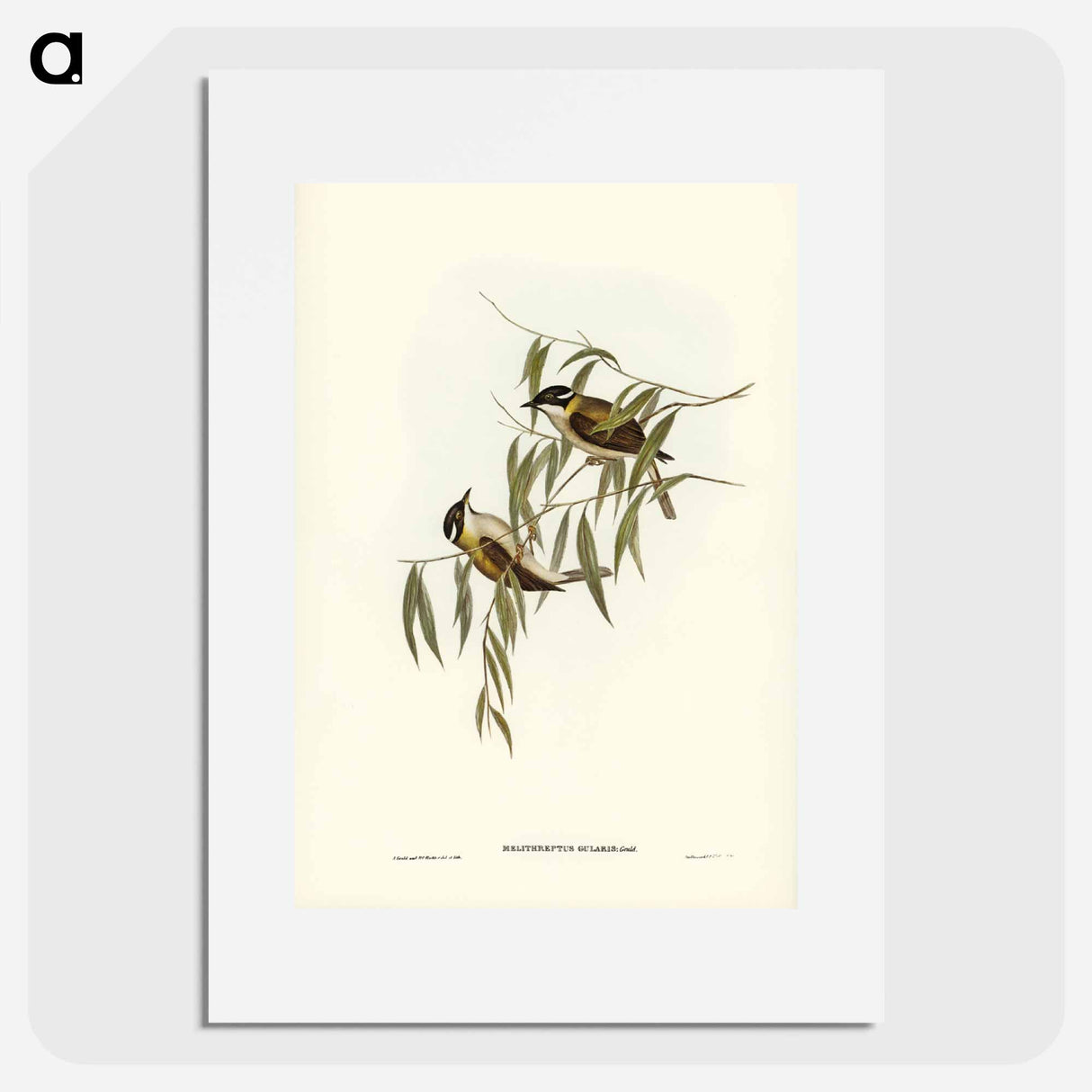 アートポスター-Black-throated Honey-eater
- ジョン グールド Poster.