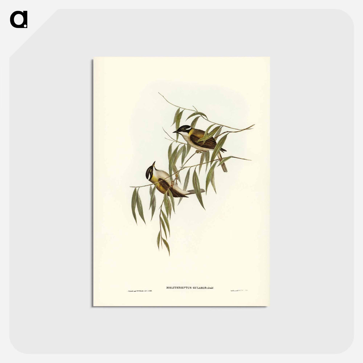 アートポストカード-Black-throated Honey-eater
- ジョン グールド Postcard.