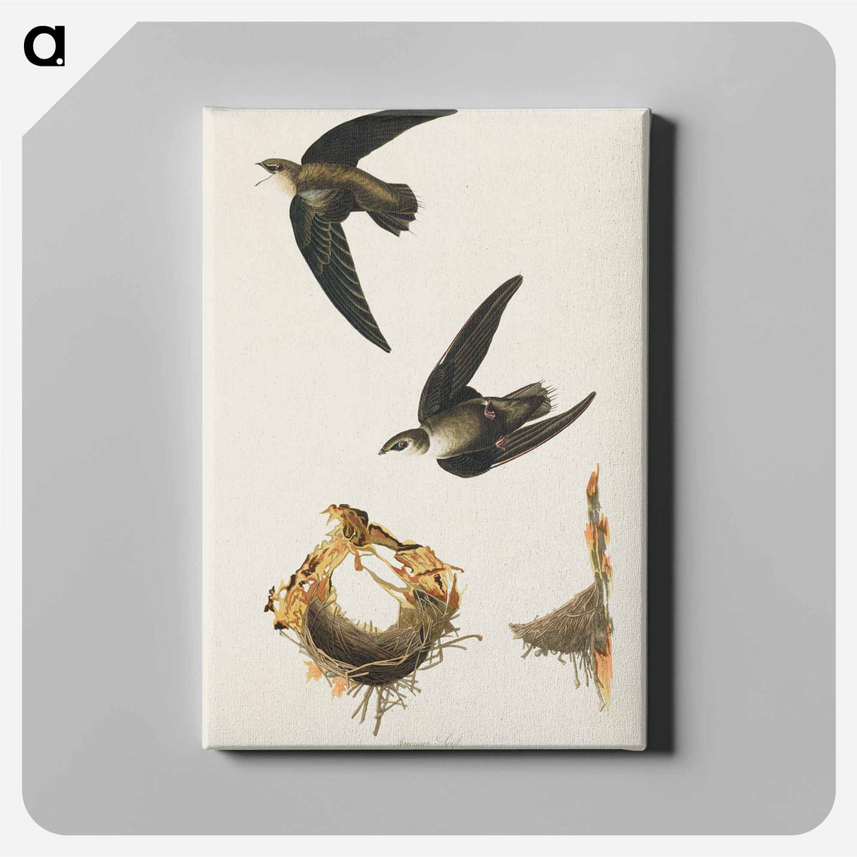 アートパネル-American Swift
- ジョン ジェームス オーデュボン Canvas.