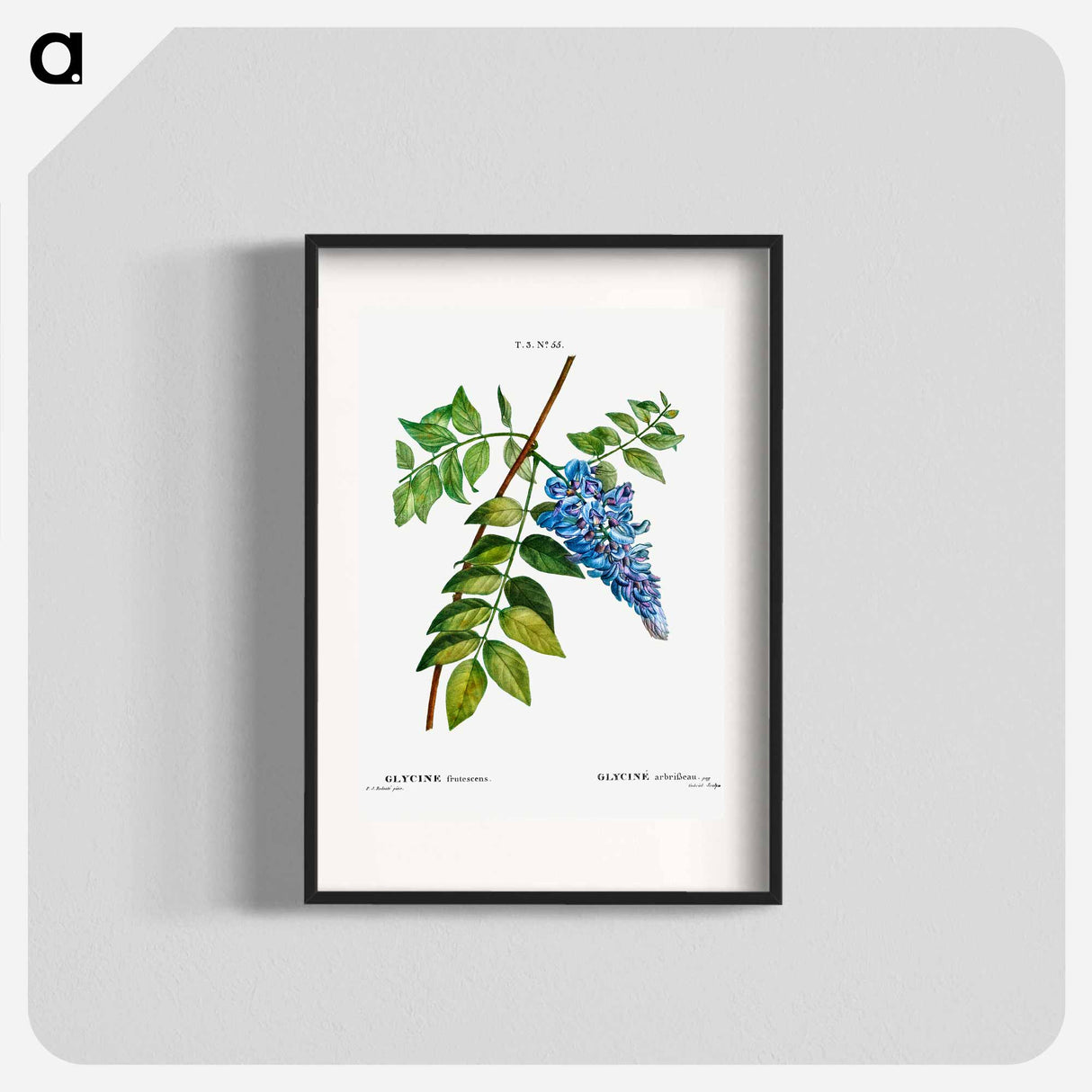 Kidney bean tree - Pierre Joseph Redouté Poster.