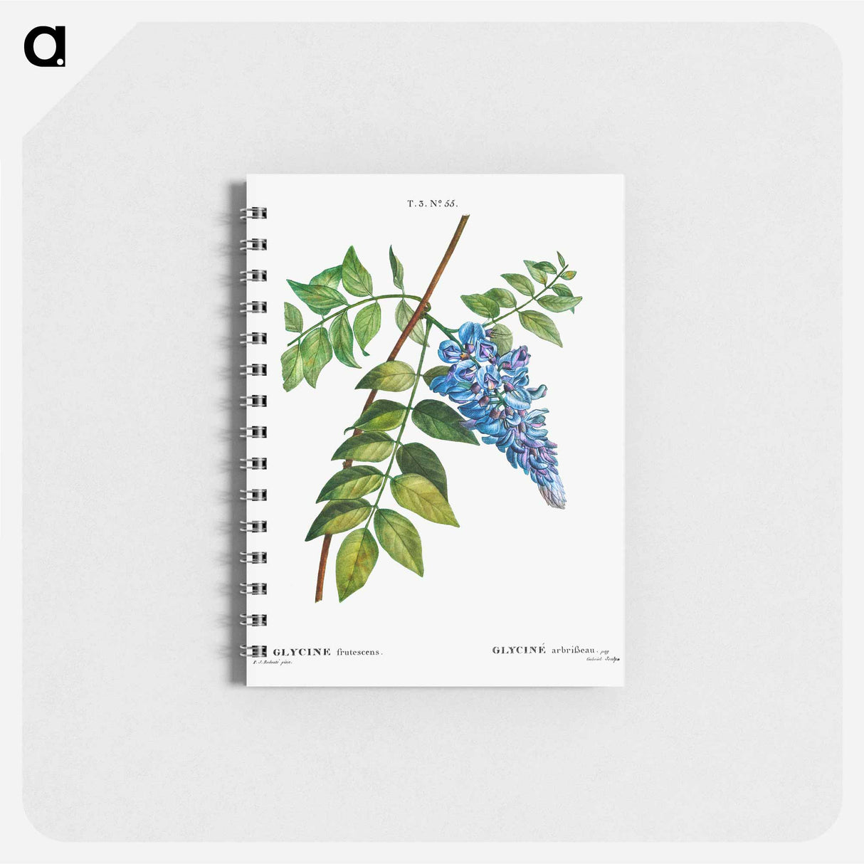 Kidney bean tree - ピエール ジョゼフ ルドゥーテ Memo.