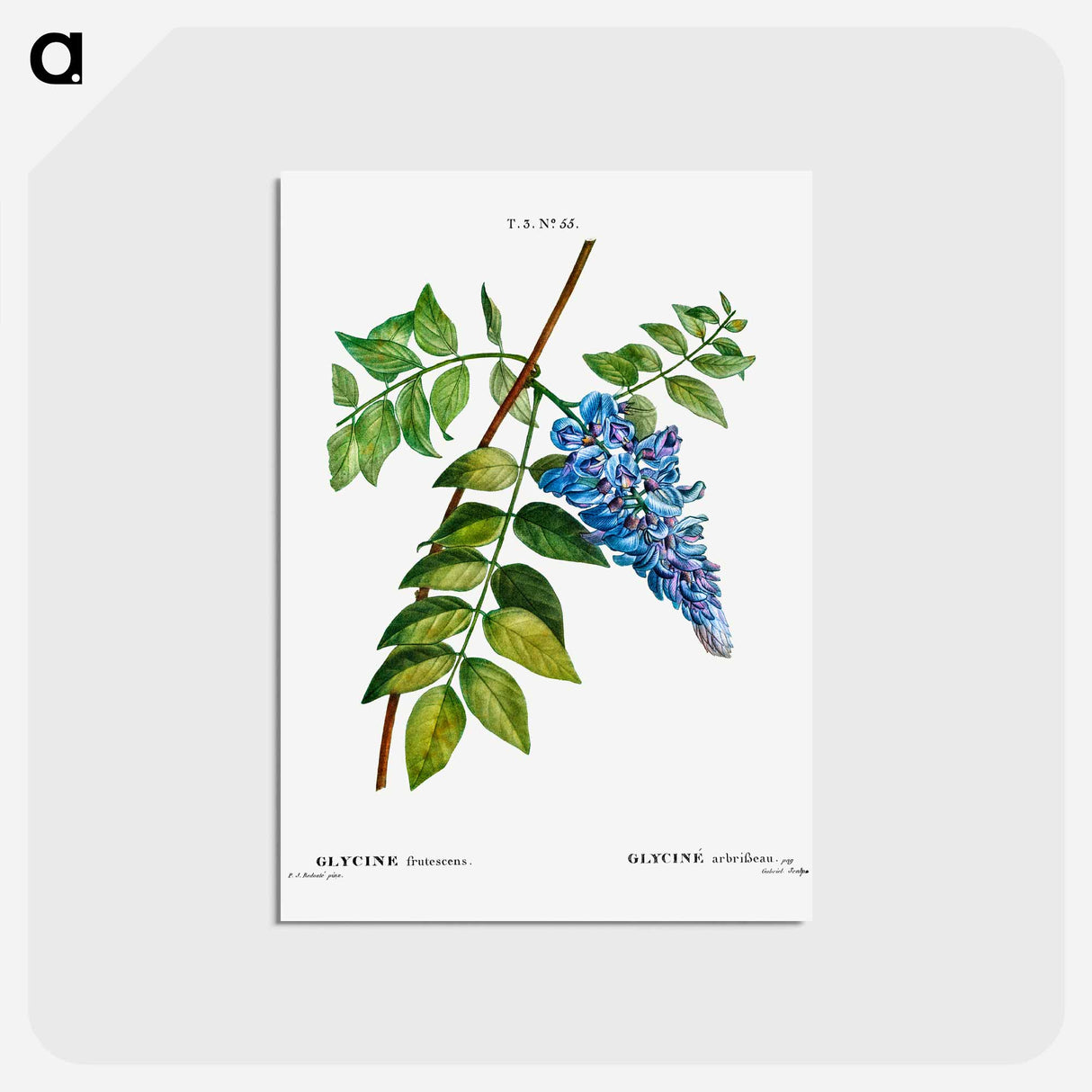 アートポストカード-Kidney bean tree - ピエール ジョゼフ ルドゥーテ Postcard.