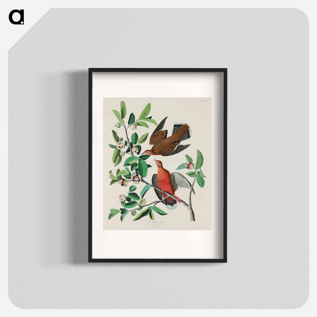 アートポスター-Birds of America
- アメリカの鳥たち Poster.