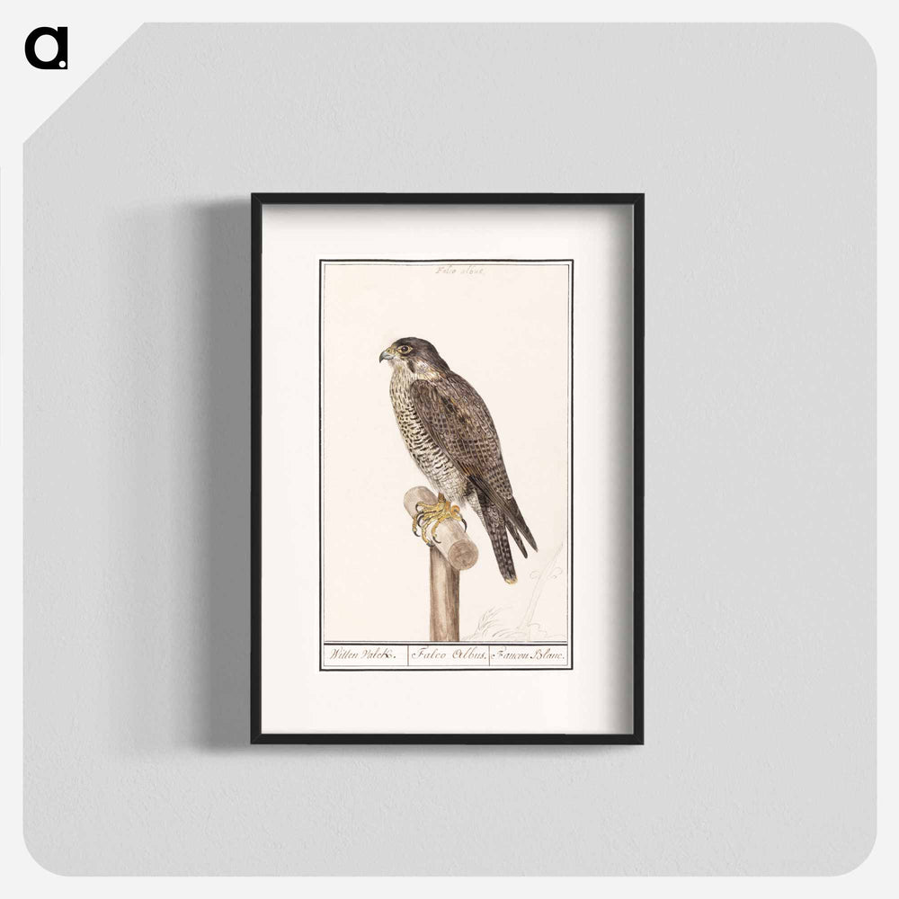 Peregrine Falcon - アンセルムス ボエティウス デ ブート Poster.