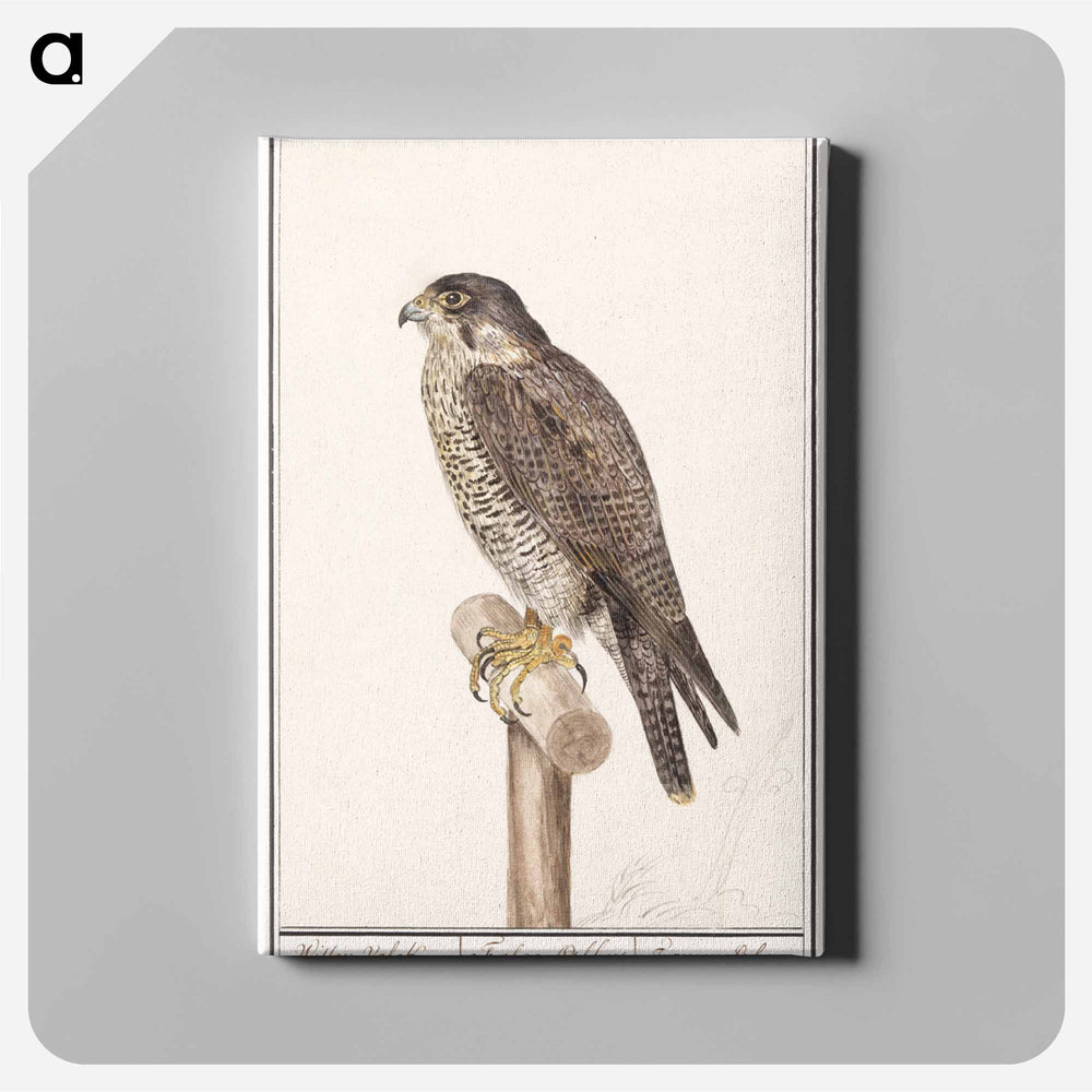 Peregrine Falcon - アンセルムス ボエティウス デ ブート Canvas.