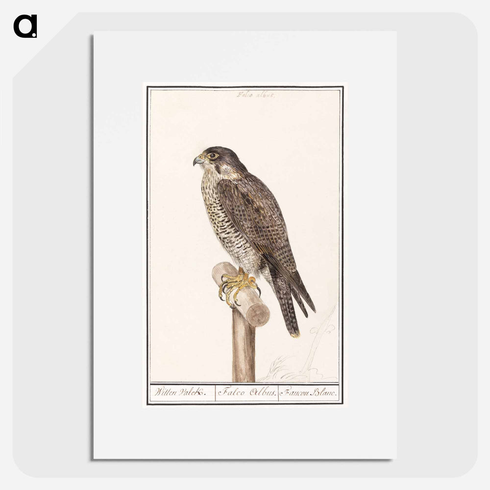 Peregrine Falcon - アンセルムス ボエティウス デ ブート Poster.