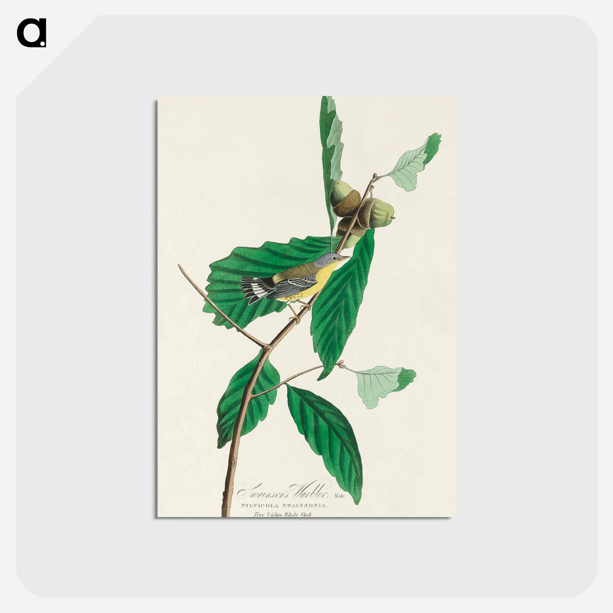 Black & Yellow Warbler
- ジョン ジェームス オーデュボン Postcard.