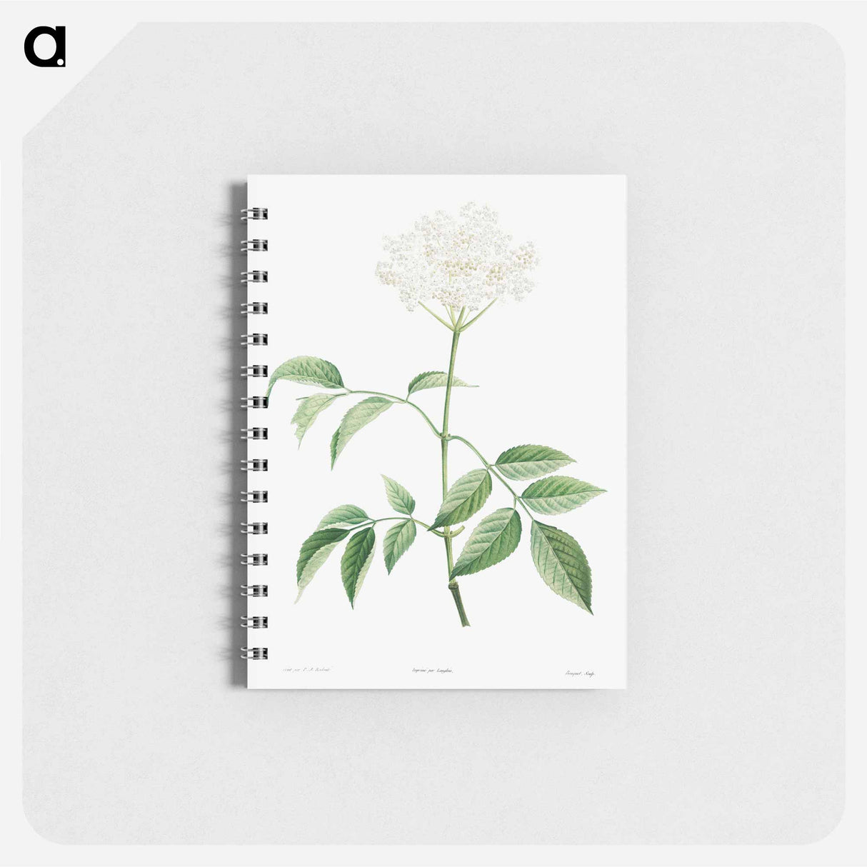 Elderflowers - ピエール ジョゼフ ルドゥーテ Memo.