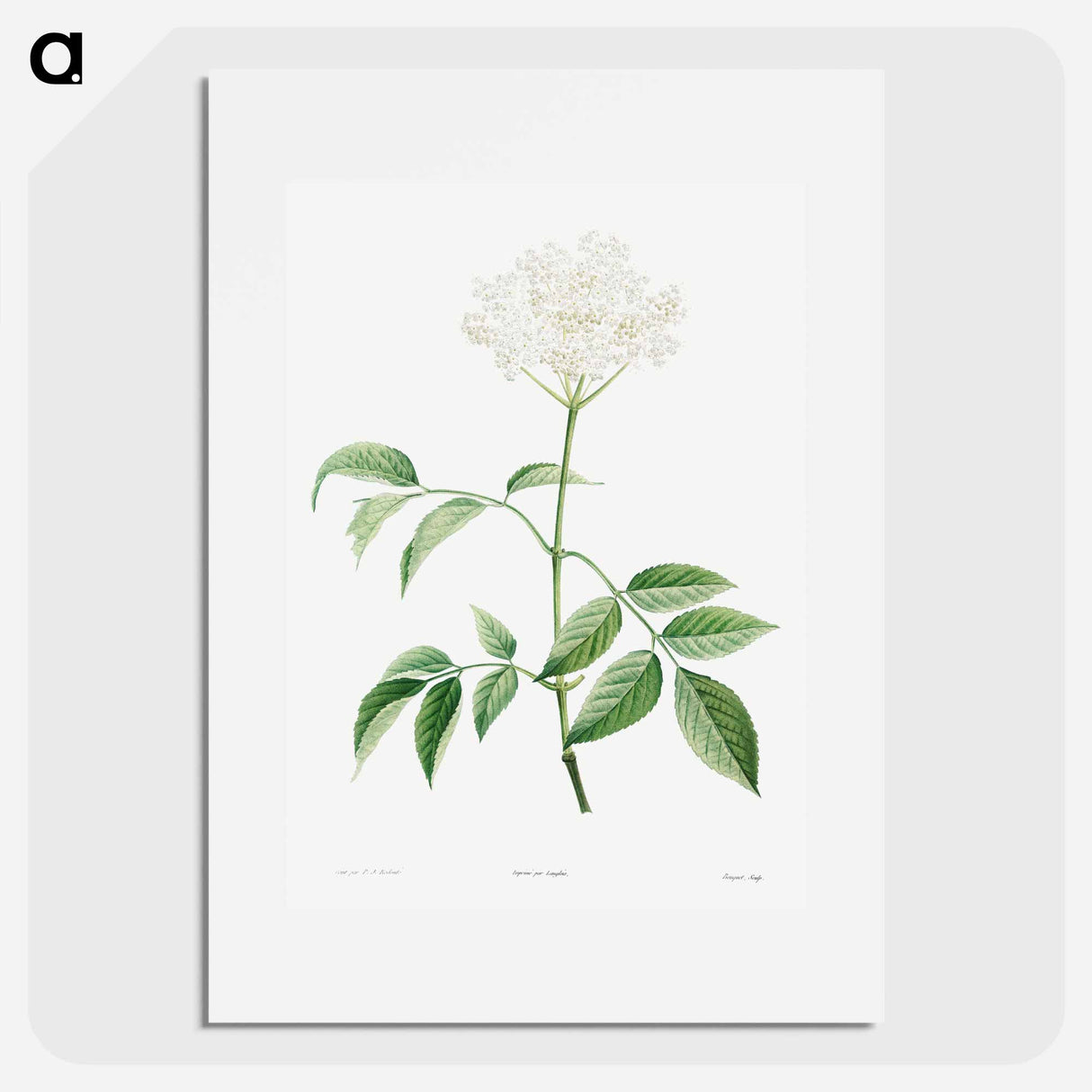 Elderflowers - Pierre Joseph Redouté Poster.