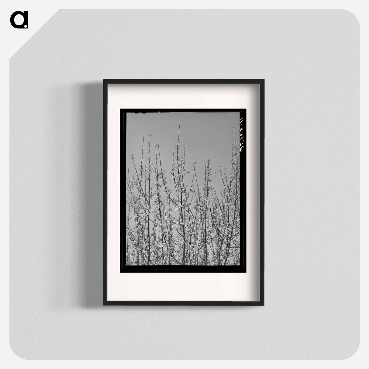 アートポスター-Apple Blossoms in Bernalillo County
- ラッセル リー Poster.