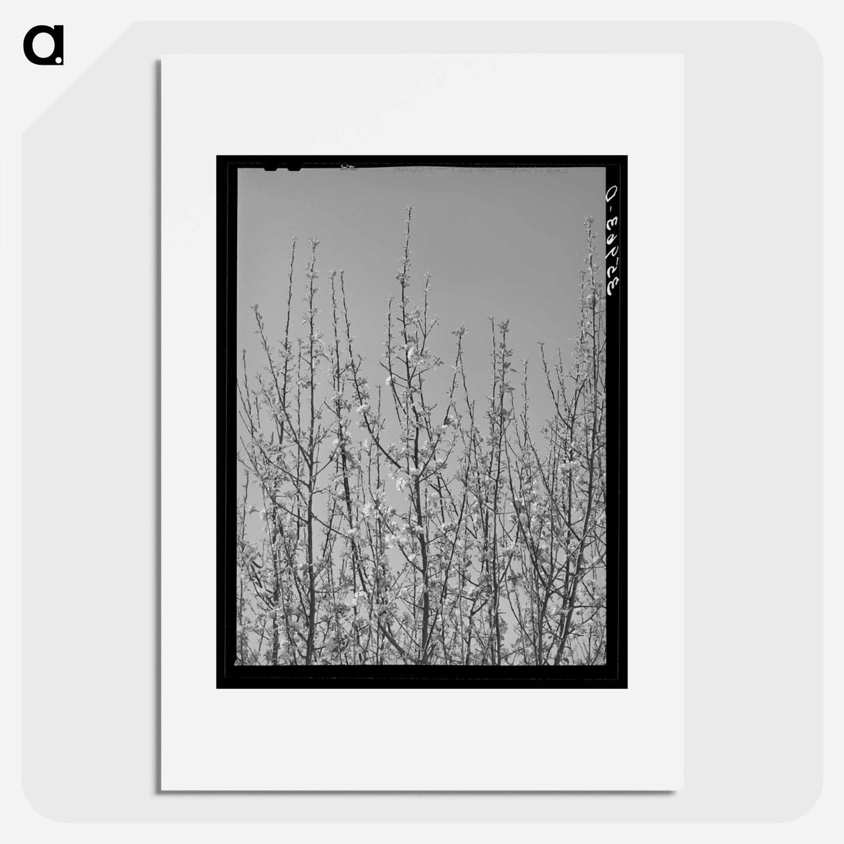 アートポスター-Apple Blossoms in Bernalillo County
- ラッセル リー Poster.