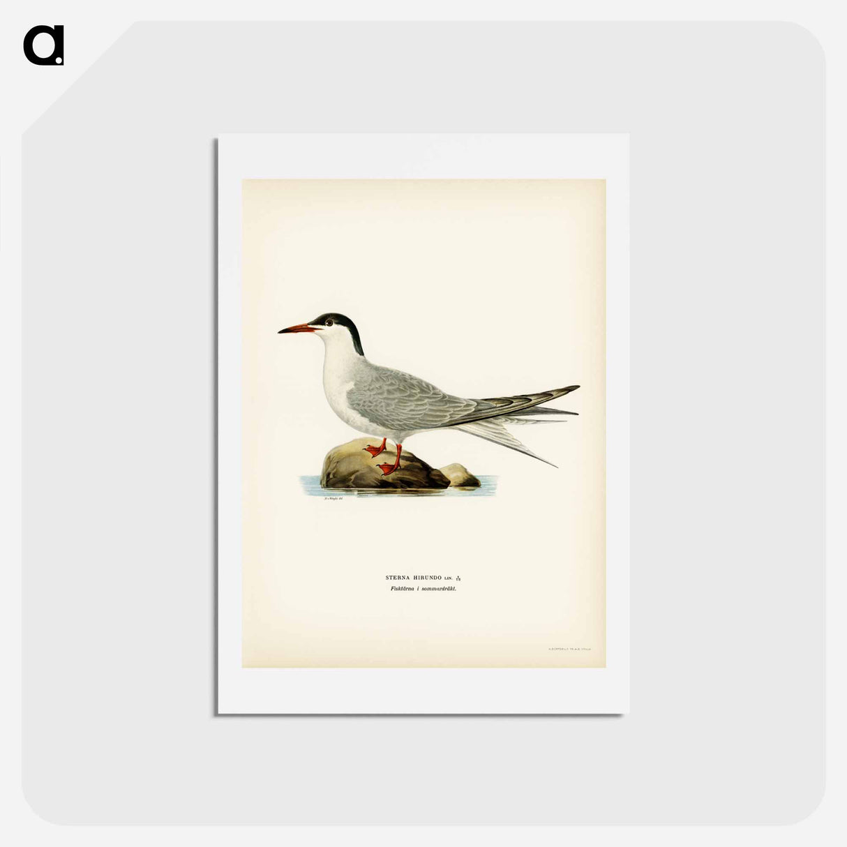アートポストカード-Common Tern
- スヴェンスカ フォグラル Postcard.