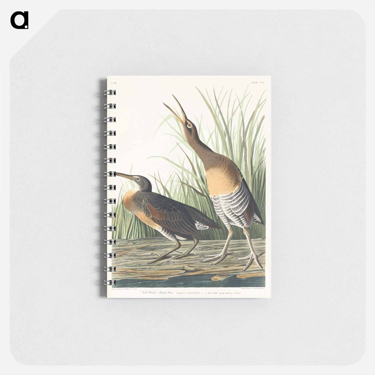 アートメモ帳-Salt Water Marsh Hen from Birds of America
- アメリカの鳥たち Memo.