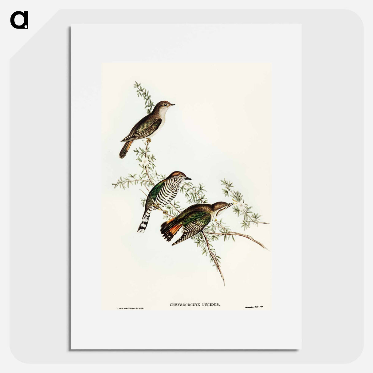 Shining Cuckoo
- オーストラリアの鳥 Poster.