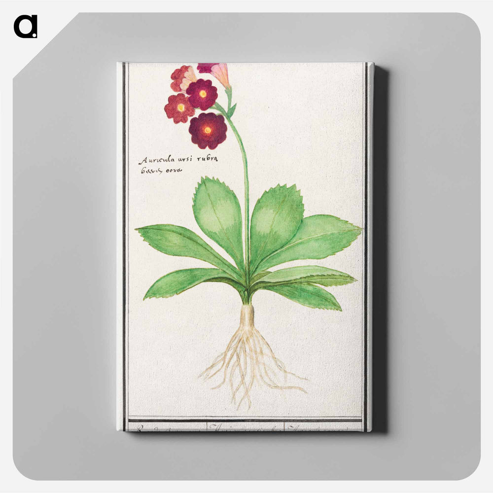 Primrose, Primula - アンセルムス ボエティウス デ ブート Canvas.