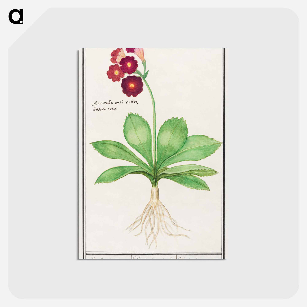 Primrose, Primula - アンセルムス ボエティウス デ ブート Postcard.