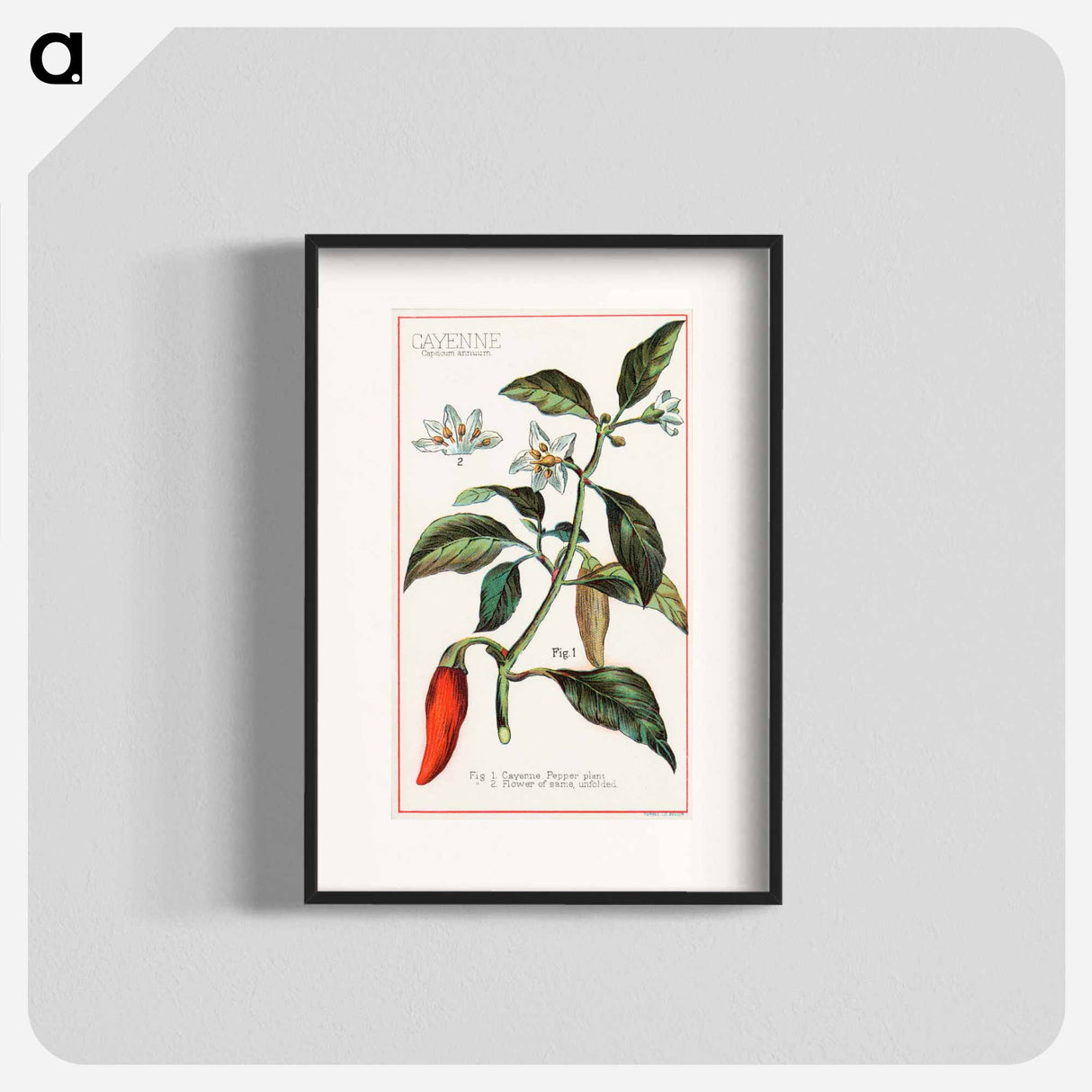 アートポスター-Cayenne, Capsicum Annuum
- ボストン公共図書館 Poster.