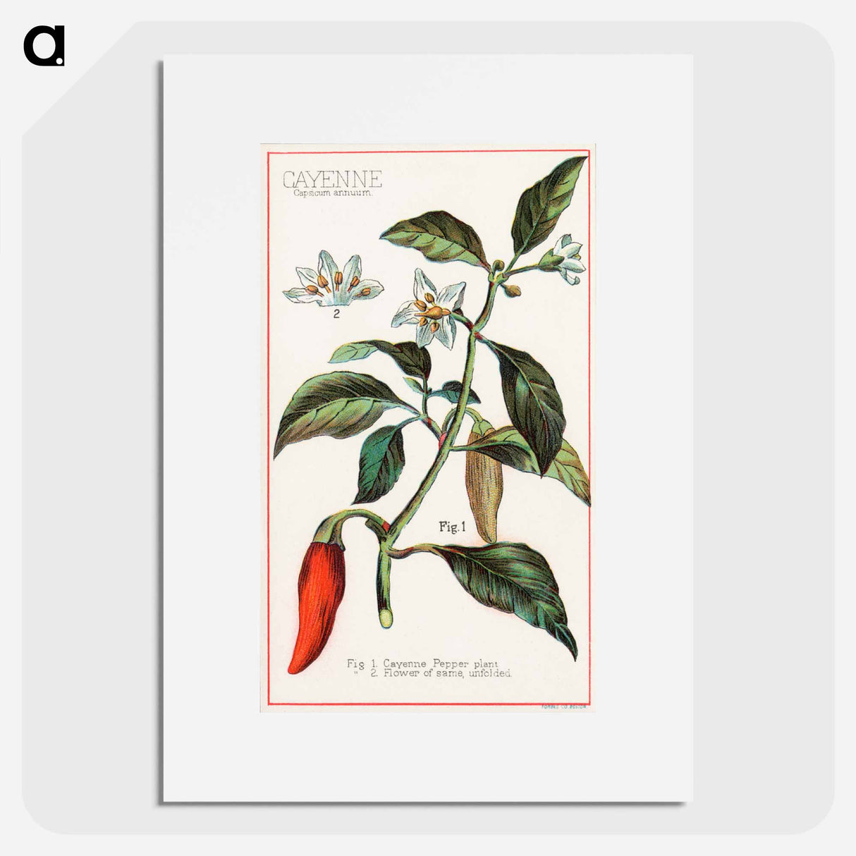アートポスター-Cayenne, Capsicum Annuum
- ボストン公共図書館 Poster.