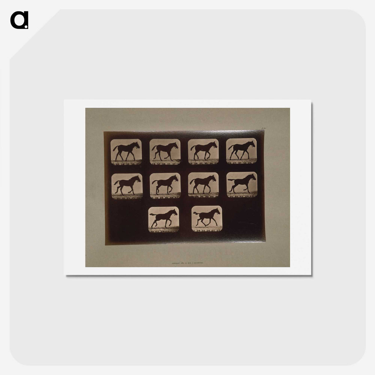 3-8_Eadweard-Muybridge_hagaki