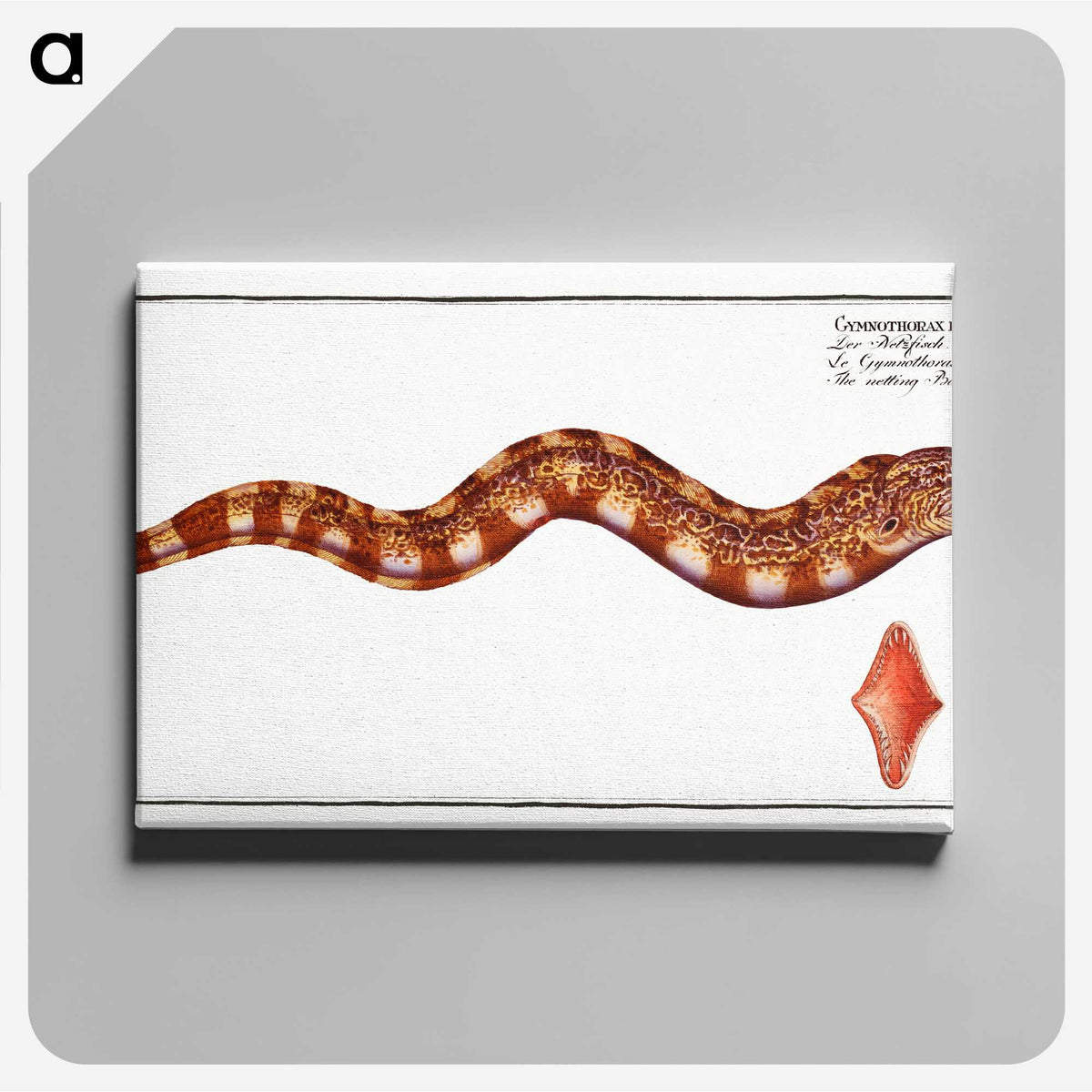 3-8_Ichtyologie-ou-Histoire-naturelle_canvas