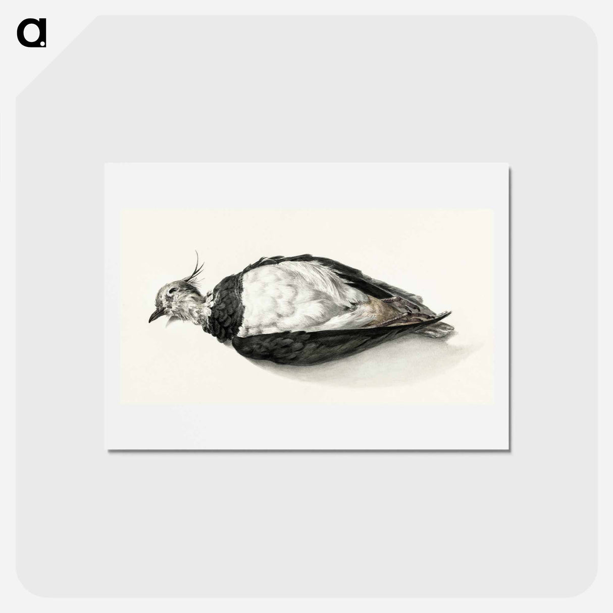 アートポストカード-Dead lapwing - ジャン ベルナール Postcard.