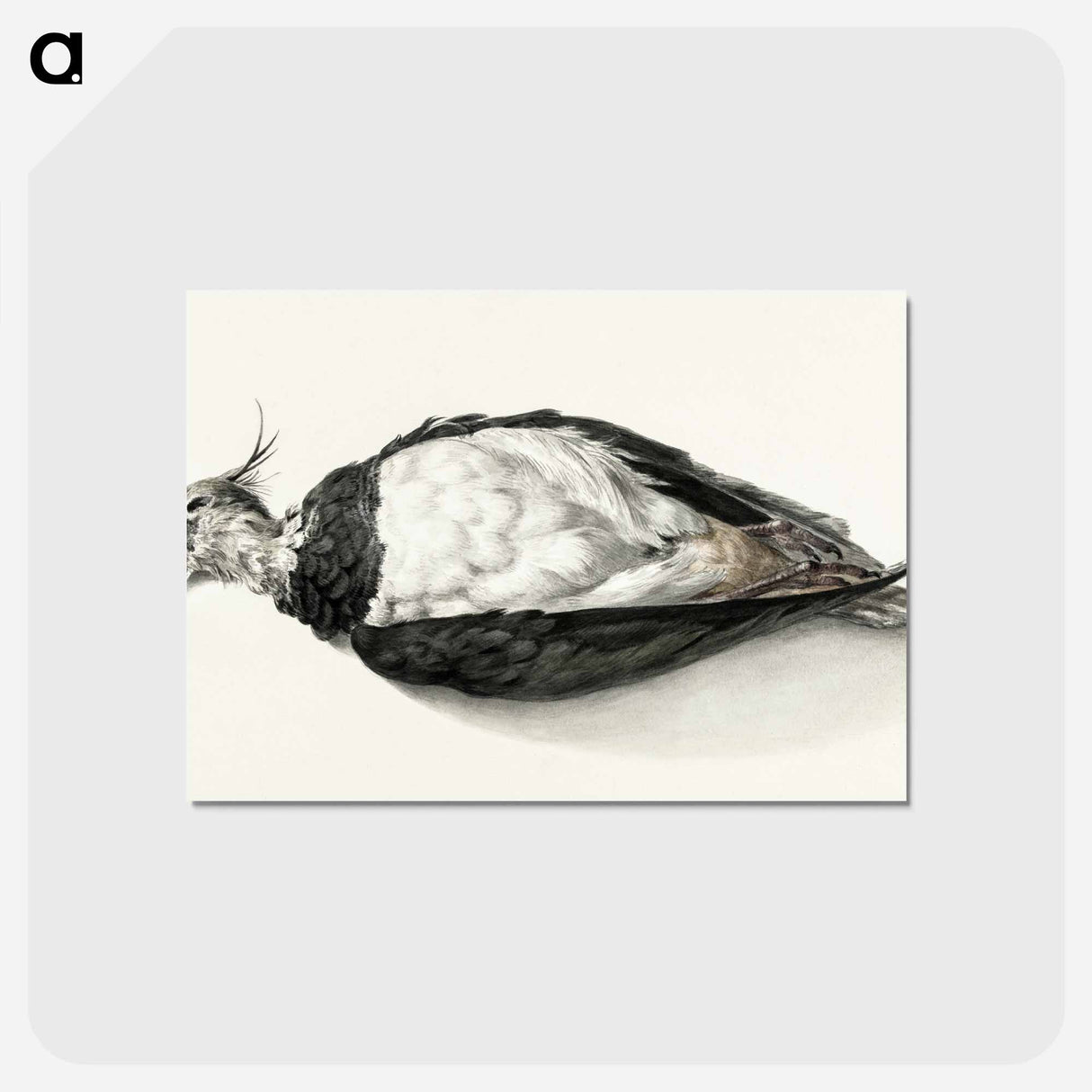 アートポストカード-Dead lapwing - ジャン ベルナール Postcard.