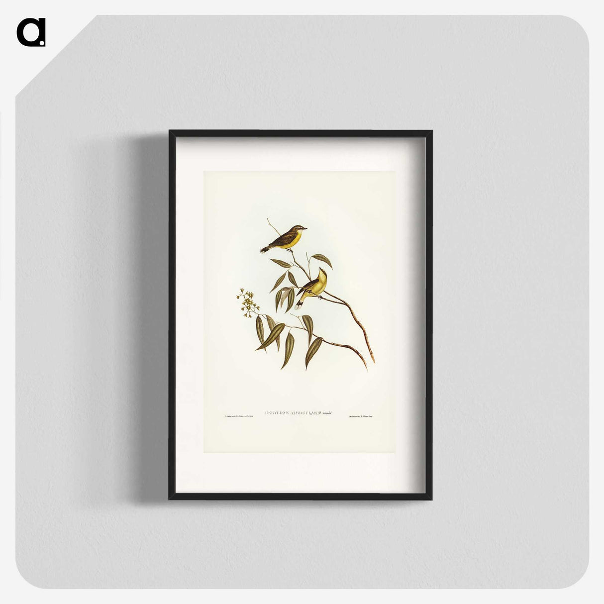 3-8_John-Gould_blk