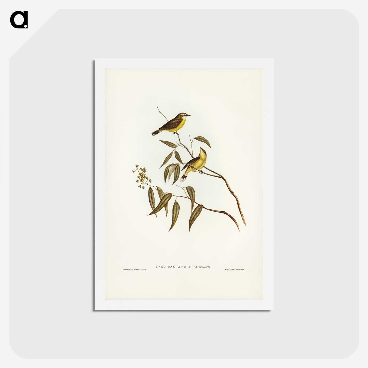 3-8_John-Gould_hagaki