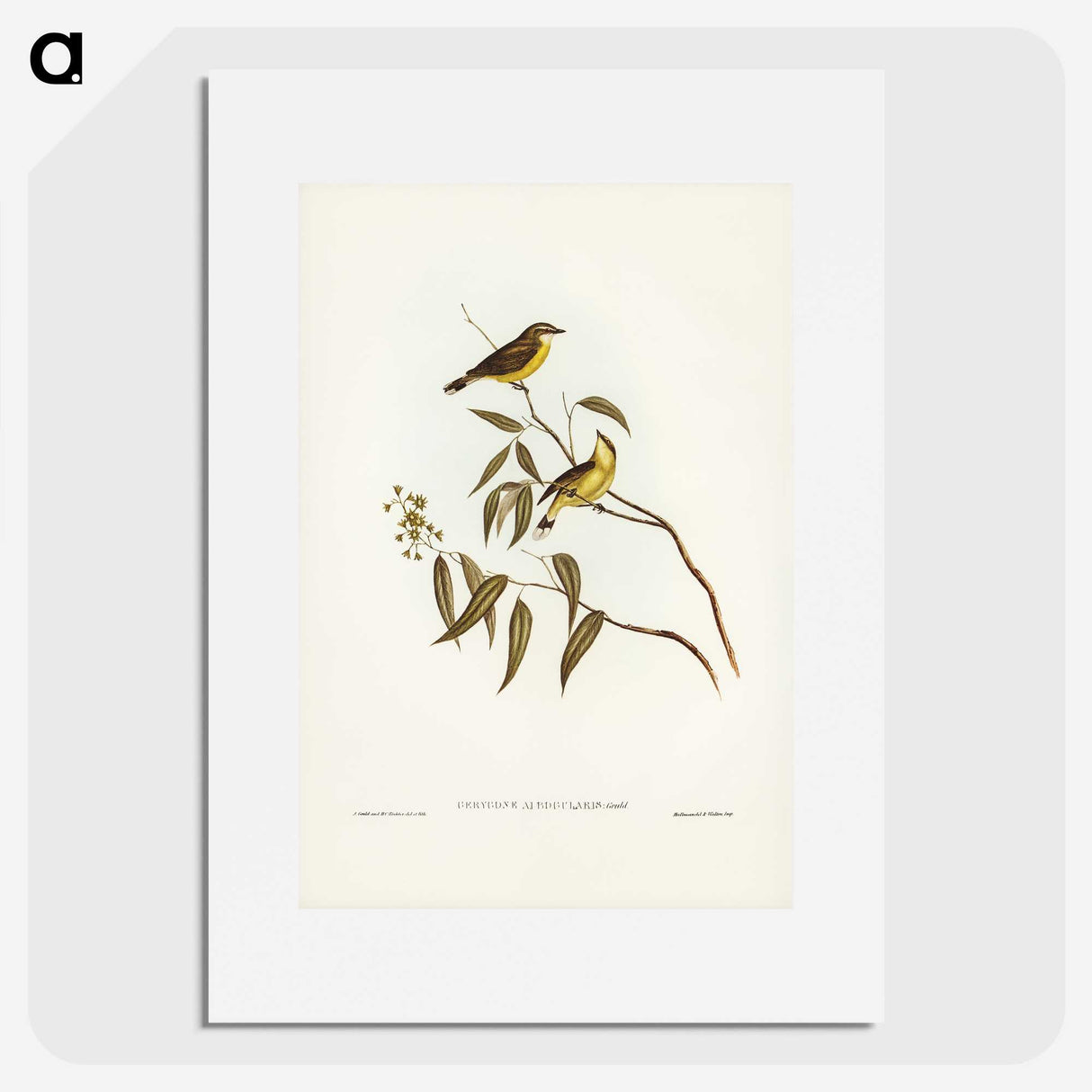 3-8_John-Gould_picture