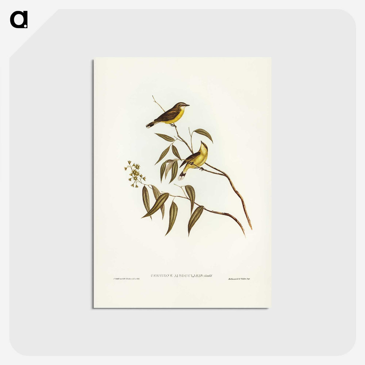 3-8_John-Gould_postcard