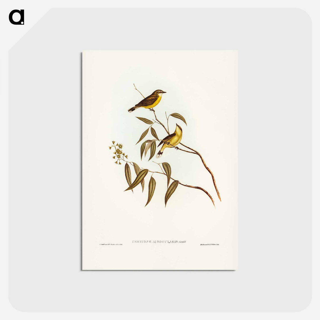 アートポストカード-White-throated Gerygone
- ジョン グールド Postcard.