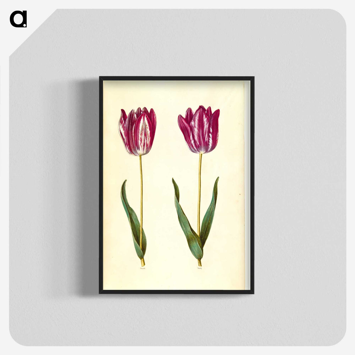 3-8_Maria-Sibylla-Merian_blk-crop