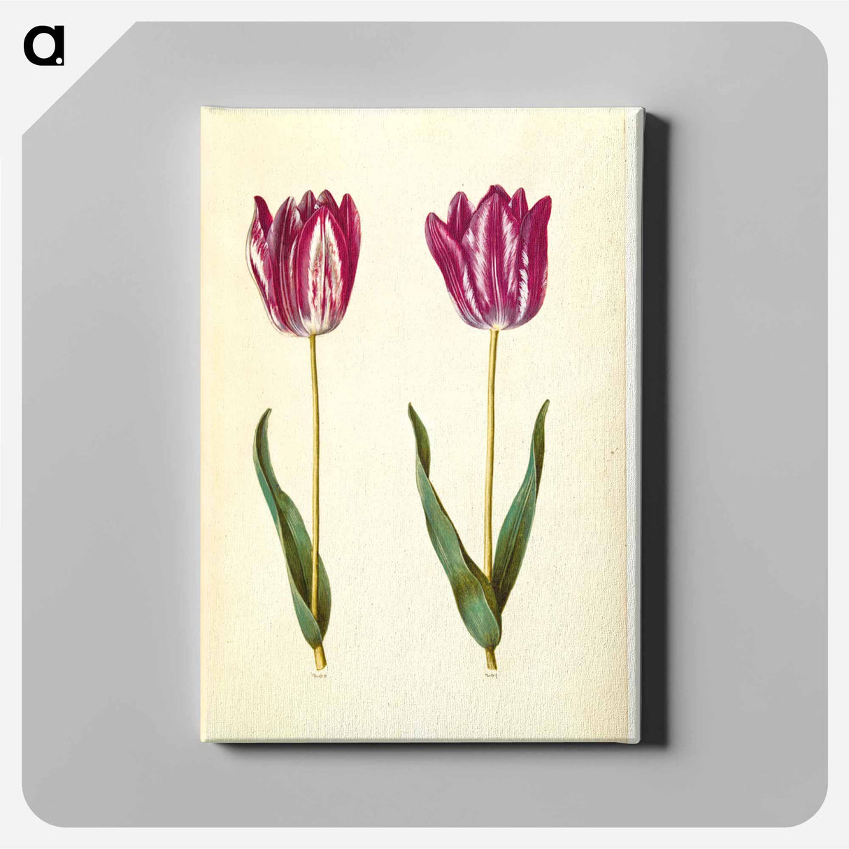 アートパネル-Tulipa gesneriana
- マリア ジビーラ メーリアン Canvas.