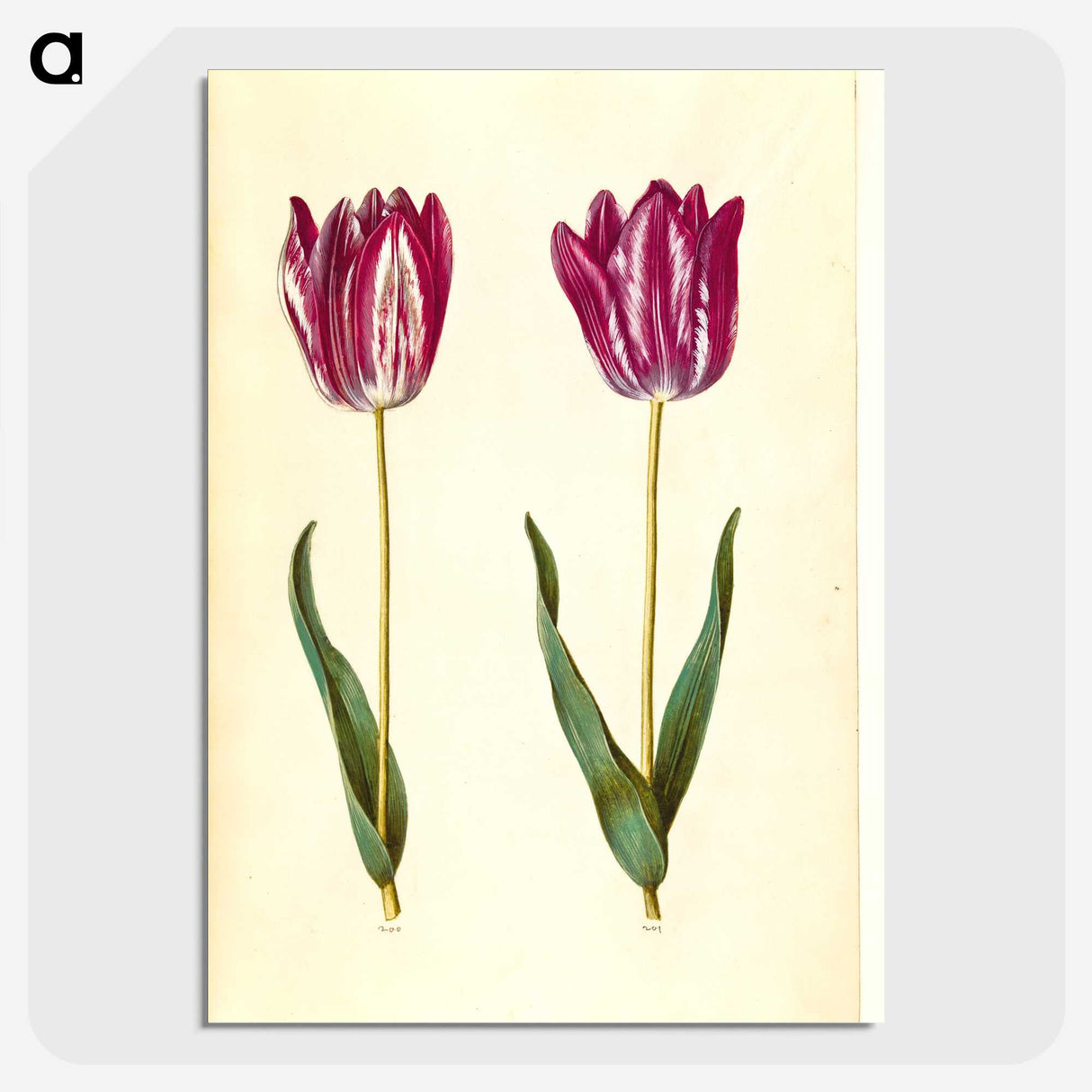 3-8_Maria-Sibylla-Merian_picture-crop