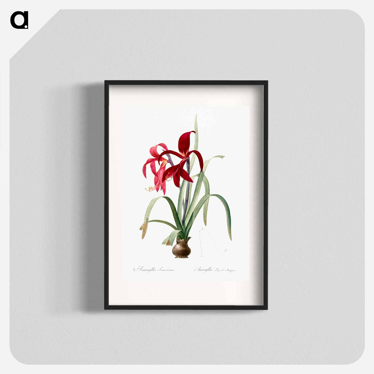 Sprekelia - ピエール ジョゼフ ルドゥーテ Poster.