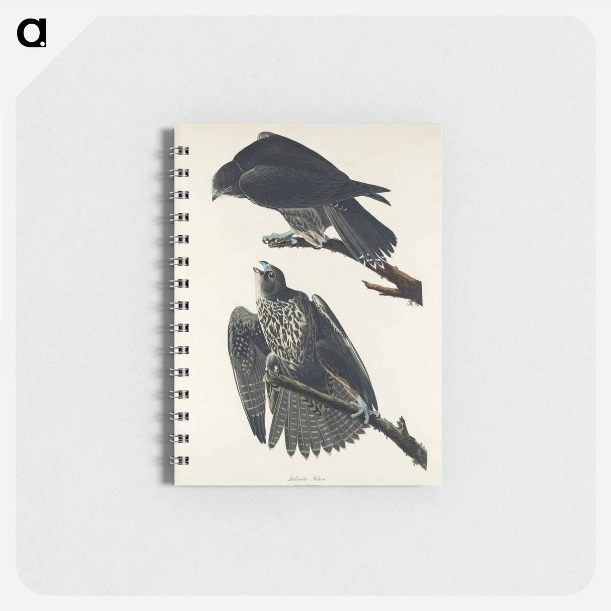 アートメモ帳-Labrador Falcon from Birds of America
- アメリカの鳥たち Memo.