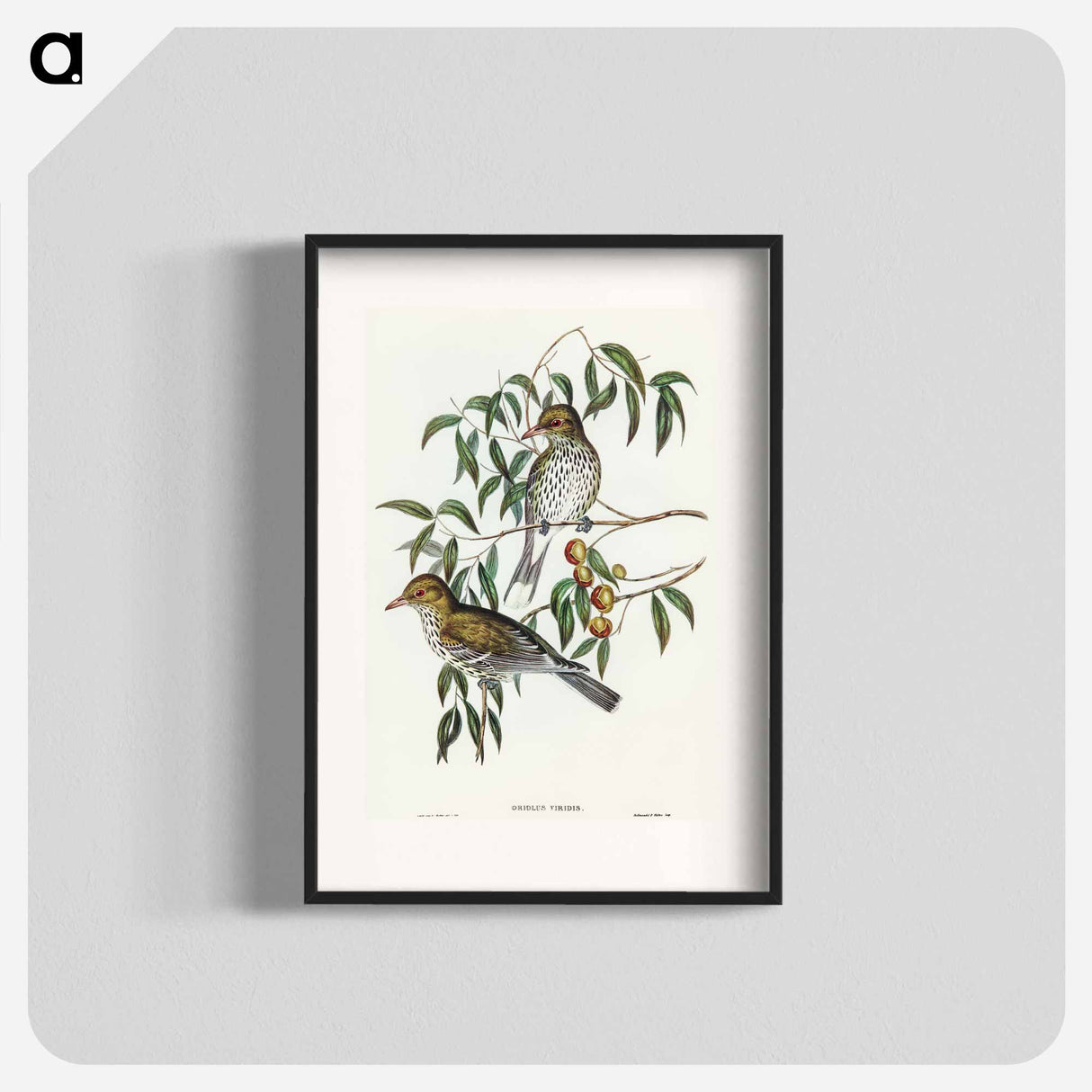アートポスター-New South Wales Oriole
- オーストラリアの鳥 Poster.
