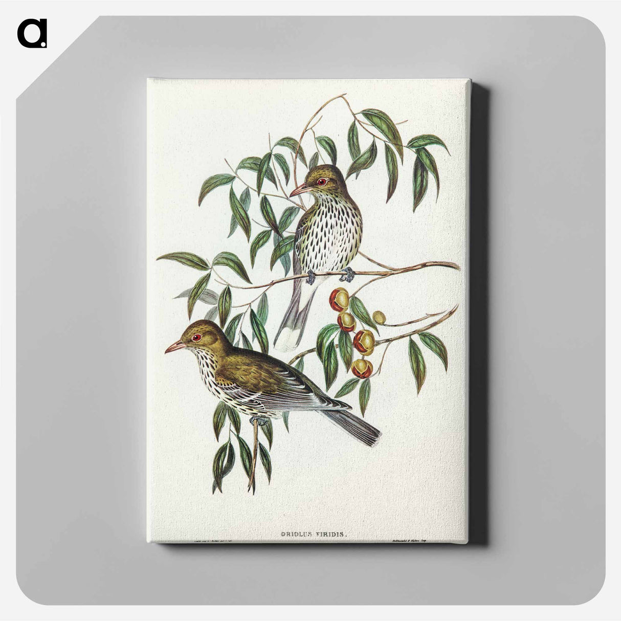 New South Wales Oriole
- オーストラリアの鳥 Canvas.